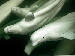 Karya Jawara Foto Alam Abdaikan Aksi Unik Para Hewan Bikin Terkesima