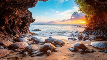 Penyu Laut Hijau di Dalam Gua Oleh Leighton Lum Foto: Natures Best Photography