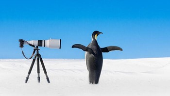 Kaisar Penguin Oleh Thomas Vijayan Foto: Natures Best Photography