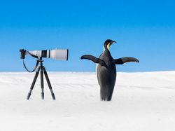 Karya Jawara Foto Alam Abdaikan Aksi Unik Para Hewan Bikin Terkesima