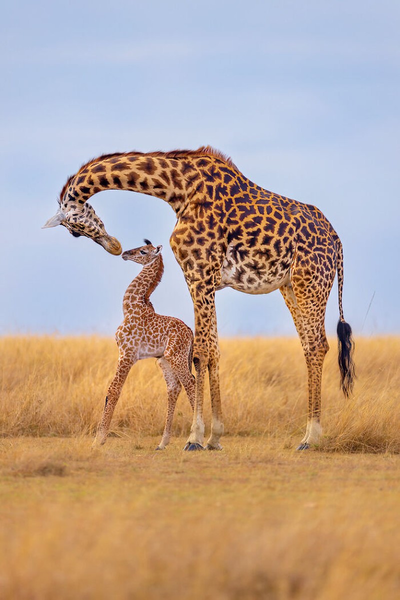 Nature's Best Photography (NBP) International Awards