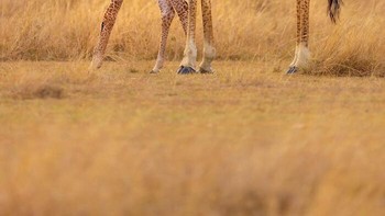 Jerapah Masai dan Anaknya Oleh Thomas Nicholson Foto: Natures Best Photography