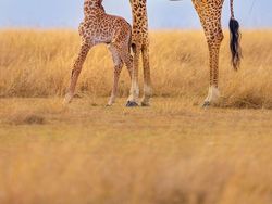 Karya Jawara Foto Alam Abdaikan Aksi Unik Para Hewan Bikin Terkesima