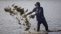 Pekerja memanen rumput laut jenis Glacilaria Sp di areal tambak desa Pabean udik, Indramayu, Jawa Barat, Rabu (6/11/2024).