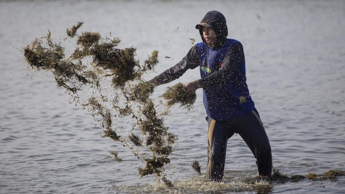 Pekerja memanen rumput laut jenis Glacilaria Sp di areal tambak desa Pabean udik, Indramayu, Jawa Barat, Rabu (6/11/2024). Pemerintah akan melakukan hilirisasi rumput laut menjadi salah satu bahan baku bioavtur yang digunakan sebagai bahan bakar pesawat ramah lingkungan dimana Indonesia menjadi penghasil rumput laut terbesar kedua di dunia. ANTARA FOTO/Dedhez Anggara/wpa.