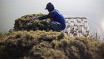 Rencana Pemanfaatan Rumput Laut untuk Bahan Bakar Pesawat