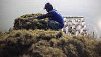 Indonesia merupakan penghasil rumput laut terbesar kedua di dunia.