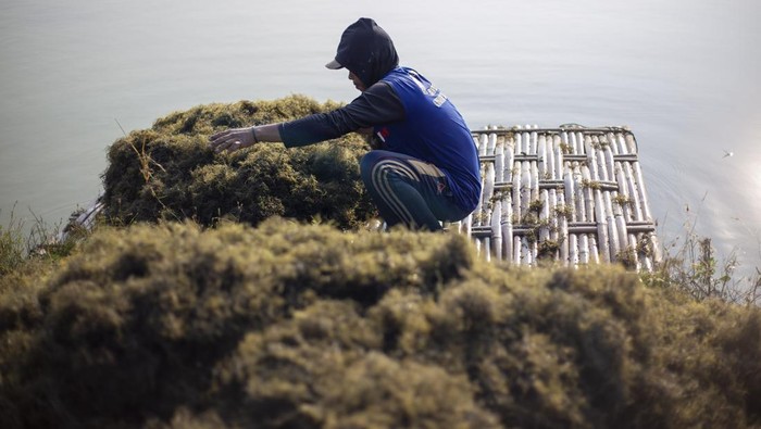 Pekerja memanen rumput laut jenis Glacilaria Sp di areal tambak desa Pabean udik, Indramayu, Jawa Barat, Rabu (6/11/2024). Pemerintah akan melakukan hilirisasi rumput laut menjadi salah satu bahan baku bioavtur yang digunakan sebagai bahan bakar pesawat ramah lingkungan dimana Indonesia menjadi penghasil rumput laut terbesar kedua di dunia. ANTARA FOTO/Dedhez Anggara/wpa.