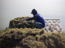 Industri Rumput Laut RI Bisa Berkembang Pesat, Bagaimana Caranya?