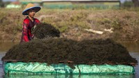 Pemerintah akan melakukan hilirisasi rumput laut menjadi salah satu bahan baku bioavtur yang digunakan sebagai bahan bakar pesawat ramah lingkungan.