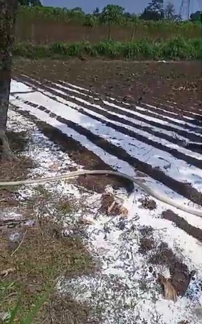 susu dibuang di pasuruan