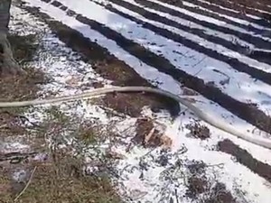 Peternak di Pasuruan Buang Susu Hasil Panen, Ini Harapannya ke Pemerintah