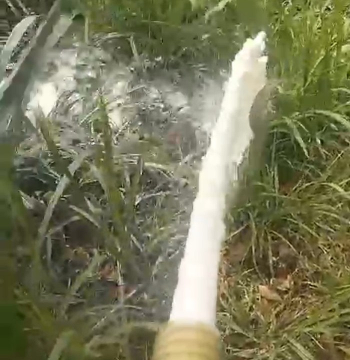 susu dibuang di pasuruan