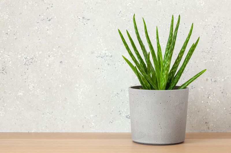 Tanaman aloe vera atau lidah buaya