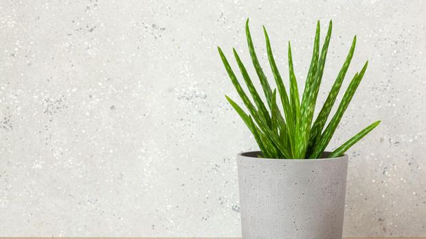Tanaman aloe vera atau lidah buaya