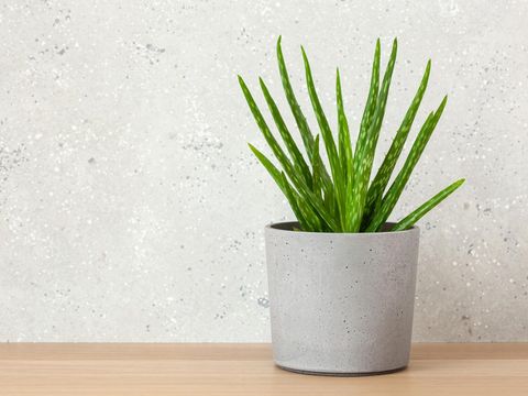 Tanaman aloe vera atau lidah buaya