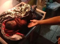Bayi Merah Selamat Meski Sudah Dikelilingi Anjing Liar di Tasikmalaya