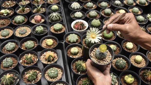 Petani milenial melakukan siaran langsug di media sosial saat menjual tanaman kaktus di Green House Farm Kari Kaktus, Desa Linggasari, Kabupaten Ciamis, Jawa Barat, Rabu (6/11/2024). Berawal dari hobi mengoleksi tanaman hias sejak tahun 2020 Asep Irpan Mauludin, membudidayakan tanaman kaktus asal Jepang dan Thailand jenis gymnocalycium, astrophytum, mammilaria, dan coryphanta titan untuk diekspor ke Malaysia dan Thailand dengan omset yang didapat mencapai Rp1 juta hingga Rp3 juta dari hasil siaran langsung di media sosial. ANTARA FOTO/Adeng Bustomi/Spt.