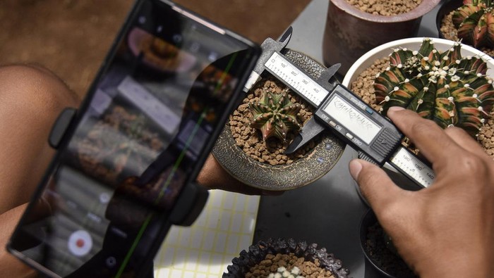 Petani milenial melakukan siaran langsug di media sosial saat menjual tanaman kaktus di Green House Farm Kari Kaktus, Desa Linggasari, Kabupaten Ciamis, Jawa Barat, Rabu (6/11/2024). Berawal dari hobi mengoleksi tanaman hias sejak tahun 2020 Asep Irpan Mauludin, membudidayakan tanaman kaktus asal Jepang dan Thailand jenis gymnocalycium, astrophytum, mammilaria, dan coryphanta titan untuk diekspor ke Malaysia dan Thailand dengan omset yang didapat mencapai Rp1 juta hingga Rp3 juta dari hasil siaran langsung di media sosial. ANTARA FOTO/Adeng Bustomi/Spt.