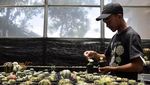 Top! Kaktus Ciamis Terbang ke Malaysia