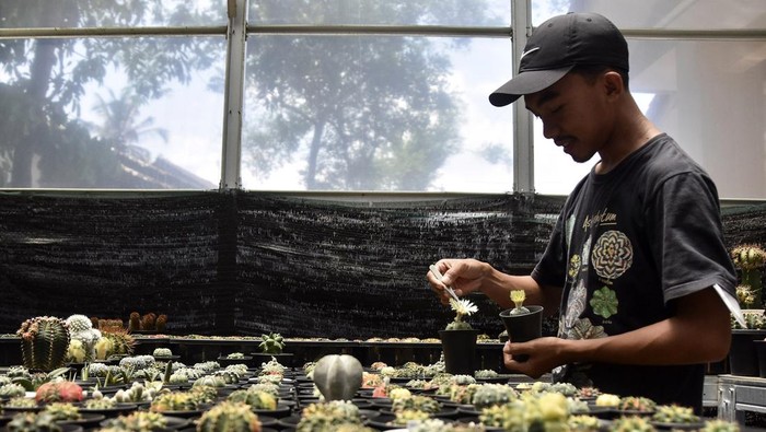 Petani milenial melakukan siaran langsug di media sosial saat menjual tanaman kaktus di Green House Farm Kari Kaktus, Desa Linggasari, Kabupaten Ciamis, Jawa Barat, Rabu (6/11/2024). Berawal dari hobi mengoleksi tanaman hias sejak tahun 2020 Asep Irpan Mauludin, membudidayakan tanaman kaktus asal Jepang dan Thailand jenis gymnocalycium, astrophytum, mammilaria, dan coryphanta titan untuk diekspor ke Malaysia dan Thailand dengan omset yang didapat mencapai Rp1 juta hingga Rp3 juta dari hasil siaran langsung di media sosial. ANTARA FOTO/Adeng Bustomi/Spt.