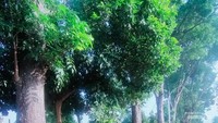 Jalan dan pepohonan tinggi berjajar sekitar kedai.