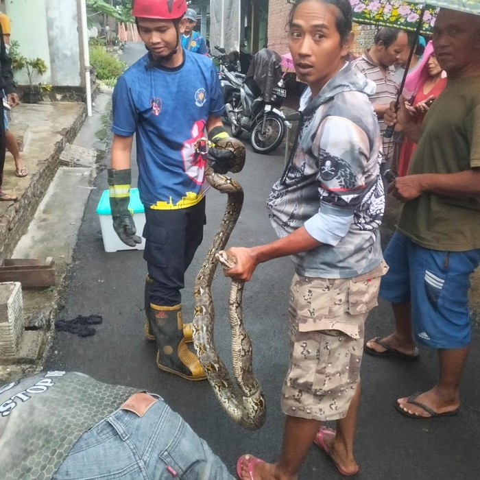 Ular piton dievakuasi Damkar dan Exalos. Foto diunggah Rabu (6/11/2024).