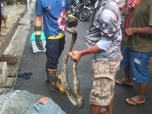Cerita Ular Piton 2,5 Meter Nongol Saat Warga Bikin Video Banjir di Klaten