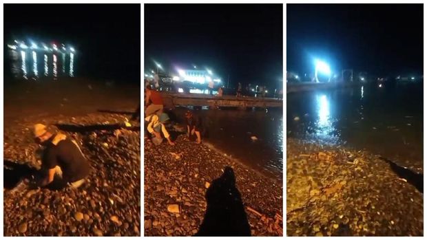 Warga saat mengambil ikan yang loncat ke pantai