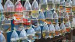 Berburu Ikan Hias di Pasar Ikan Terbesar se-Asia Tenggara