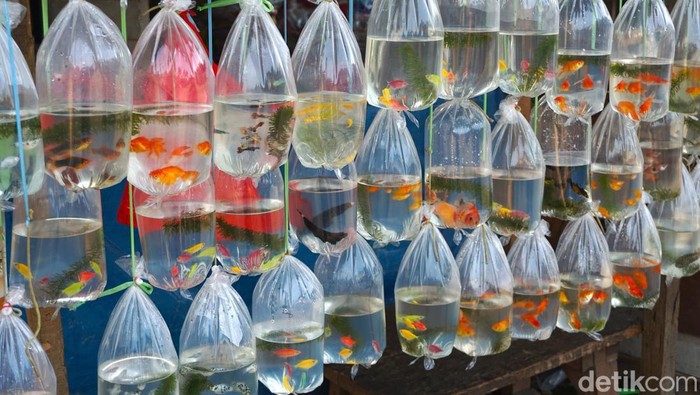 Berburu Ikan Hias di Pasar Ikan Terbesar se-Asia Tenggara Pasar Ikan Hias Parung di Bogor, Jawa Barat, jadi tempat favorit penggemar ikan hias. Pasar ini menawarkan beragam ikan dan hewan air dengan suasana khas pasar tradisional.