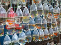 Bolehkah Bawa Ikan Hias Hidup di Pesawat? Ini Aturannya