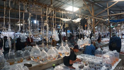 Berburu Ikan Hias di Pasar Ikan Terbesar se-Asia Tenggara