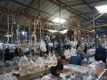 Berburu Ikan Hias di Pasar Ikan Terbesar se-Asia Tenggara