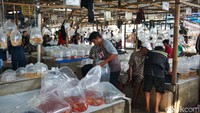 Pengunjung bisa menemukan berbagai jenis ikan hias di sini.