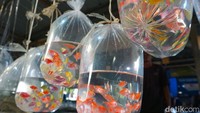 Pada hari-hari ramai, omzet pedagang di Pasar Ikan Hias Parung bisa mencapai Rp 700 ribu hingga Rp 800 ribu per hari, menjadikannya sentra ikan hias terbesar di kawasan Asia Tenggara.
