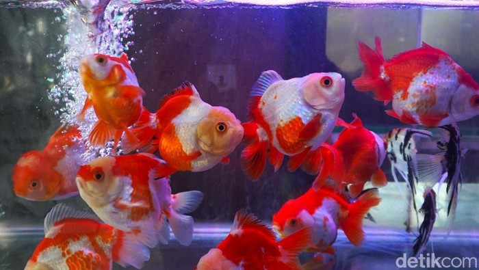 Pasar Ikan Hias Parung di Bogor, Jawa Barat, jadi tempat favorit penggemar ikan hias. Pasar ini menawarkan beragam ikan dan hewan air dengan suasana khas pasar tradisional.