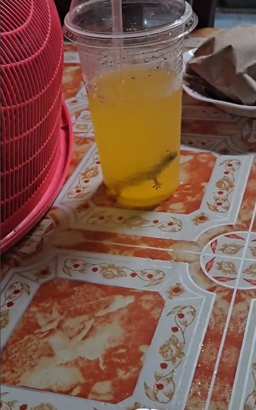 Diteguk Setengah Gelas, Pria Ini Baru Sadar Ada Cicak dalam Es Jeruknya