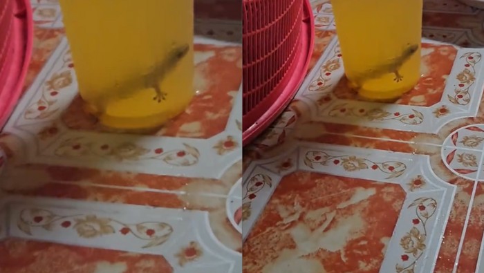 Diteguk Setengah Gelas, Pria Ini Baru Sadar Ada Cicak dalam Es Jeruknya