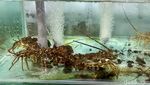 Kampung di Banyuwangi Ini Sukses Ekspor Lobster Mutiara ke China