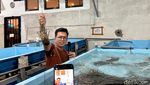 Kampung di Banyuwangi Ini Sukses Ekspor Lobster Mutiara ke China