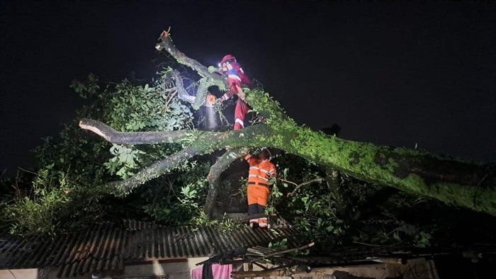 Pohon tumbang di Bogor. (Dok. istimewa)