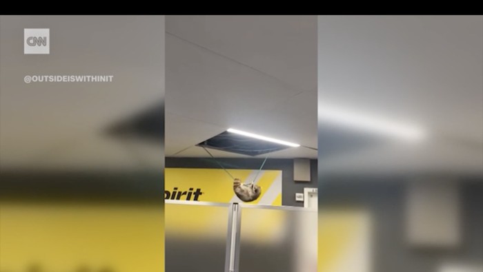 Rakun di bandara