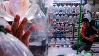 Warga membeli ikan hias di Pasar Ikan Hias Parung, Bogor, Jawa Barat. Indonesia bertekad menjadi eksportir ikan hias nomor satu dunia pada 2025-2026, menyalip Jepang. Ekspor ikan hias RI pada 2023 mencapai USD 39,06 juta atau di peringkat dua dunia setelah Jepang yang di posisi pertama sebesar USD 48,76 juta ton.  
