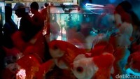 Upaya Kementerian Kelautan dan Perikanan (KKP) untuk mewujudkan Indonesia sebagai eksportir ikan hias terbesar dunia, tentunya melalui kolaborasi bersama pelaku usaha dan pemangku kepentingan terkait.  