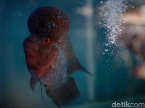 RI Targetkan Kuasai Pasar Ekspor Ikan Hias Dunia