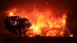 Rumah-rumah Mewah di California Dilalap Api Kebakaran Hutan