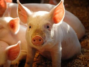 Muslim Wajib Tahu! Fakta dan Mitos Daging Babi yang Masih Dipercaya