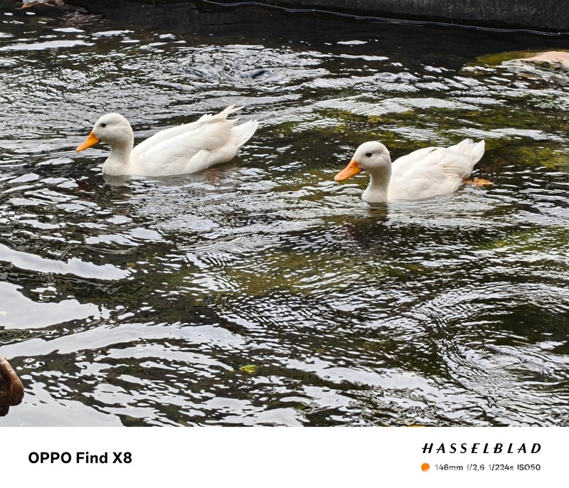 Hasil Foto Oppo Find X8