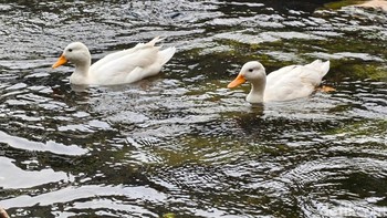 Hasil jepretan kamera utama Oppo Find X8. Foto: Adi Fida Rahman/detikINET